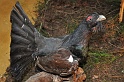 Pferd u Jagd   037